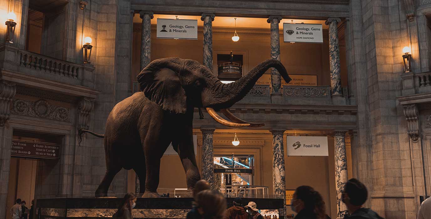 A giant figure of an ancient elephant, standing in the middle of fossil hall at CSM.