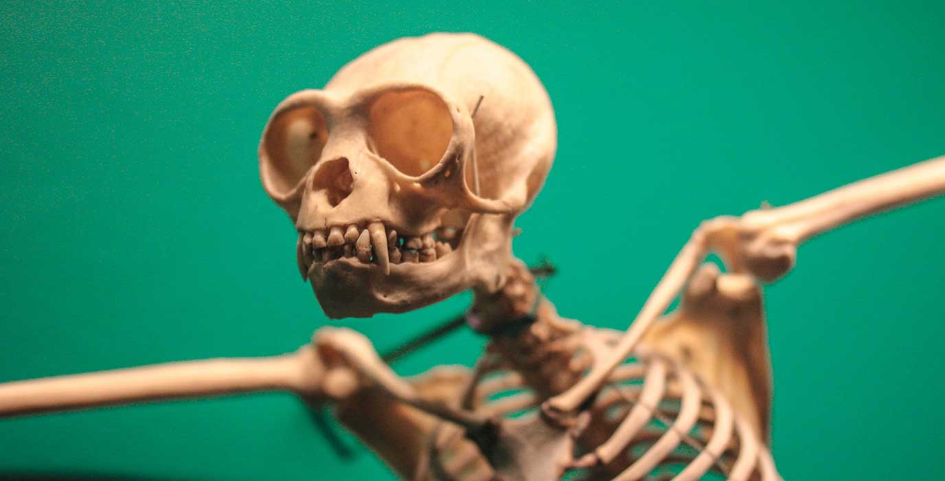 A skeleton of an ancient ape.