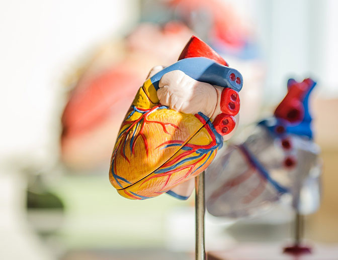 A figure of a human heart on display, at CSM Medicine exhibition.