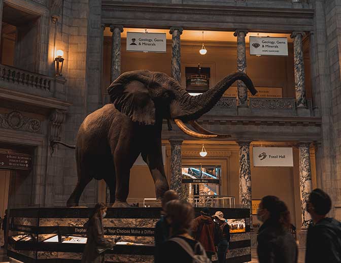 A giant, ancient elephant found at Fossil Hall